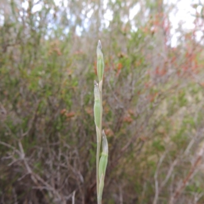 Thelymitra sp. (A Sun Orchid) at Tennent, ACT - 11 Nov 2014 by michaelb