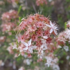 Calytrix tetragona (Common Fringe-myrtle) at Namadgi National Park - 11 Nov 2014 by MichaelBedingfield