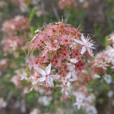 Calytrix tetragona (Common Fringe-myrtle) at Namadgi National Park - 11 Nov 2014 by MichaelBedingfield