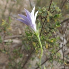 Wahlenbergia stricta subsp. stricta (Tall Bluebell) at Namadgi National Park - 11 Nov 2014 by MichaelBedingfield