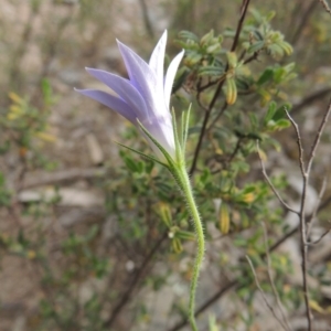 Wahlenbergia stricta subsp. stricta at Tennent, ACT - 11 Nov 2014