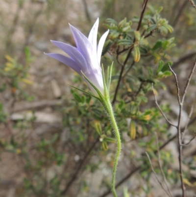 Wahlenbergia stricta subsp. stricta (Tall Bluebell) at Tennent, ACT - 11 Nov 2014 by michaelb