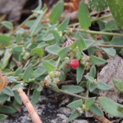 Einadia nutans subsp. nutans (Climbing Saltbush) at Tennent, ACT - 11 Nov 2014 by michaelb