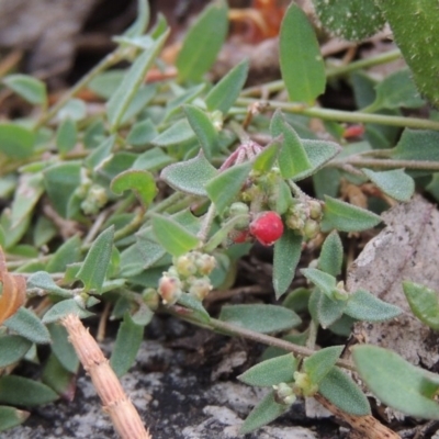 Einadia nutans subsp. nutans (Climbing Saltbush) at Namadgi National Park - 11 Nov 2014 by MichaelBedingfield