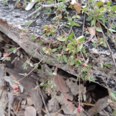 Einadia nutans subsp. nutans at Tennent, ACT - 11 Nov 2014 06:54 PM