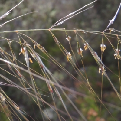 Austrostipa scabra subsp. falcata (Rough Spear-grass) at Namadgi National Park - 11 Nov 2014 by MichaelBedingfield