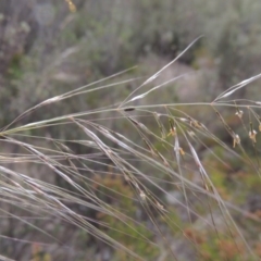 Austrostipa scabra subsp. falcata at Tennent, ACT - 11 Nov 2014 06:30 PM