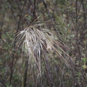 Austrostipa scabra subsp. falcata at Tennent, ACT - 11 Nov 2014 06:30 PM