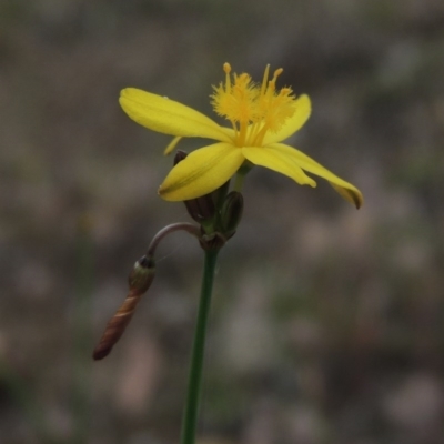 Tricoryne elatior (Yellow Rush Lily) at Rob Roy Range - 11 Nov 2014 by michaelb
