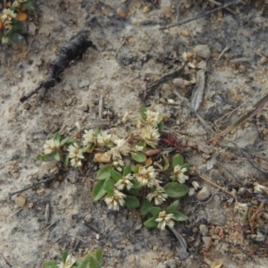 Alternanthera sp. A Flora of NSW (M. Gray 5187) J. Palmer at Tennent, ACT - 11 Nov 2014