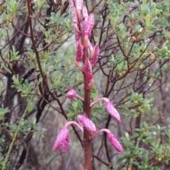 Dipodium punctatum (Blotched Hyacinth Orchid) at Tennent, ACT - 3 Dec 2014 by MichaelBedingfield