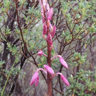 Dipodium punctatum (Blotched Hyacinth Orchid) at Tennent, ACT - 3 Dec 2014 by MichaelBedingfield