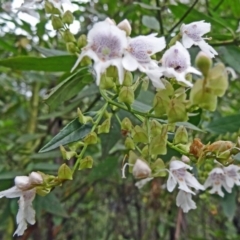 Prostanthera lasianthos (Victorian Christmas Bush) at Tidbinbilla Nature Reserve - 5 Dec 2014 by galah681