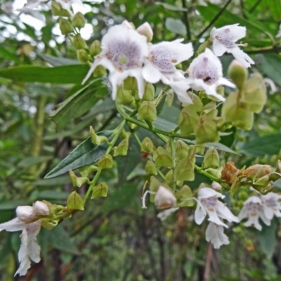 Prostanthera lasianthos (Victorian Christmas Bush) at Paddys River, ACT - 5 Dec 2014 by galah681