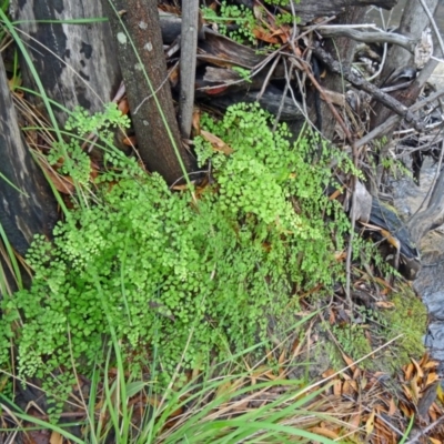 Adiantum aethiopicum (Common Maidenhair Fern) at Tidbinbilla Nature Reserve - 5 Dec 2014 by galah681