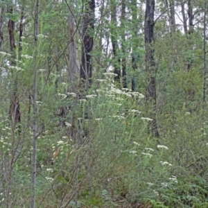 Cassinia longifolia at Paddys River, ACT - 6 Dec 2014