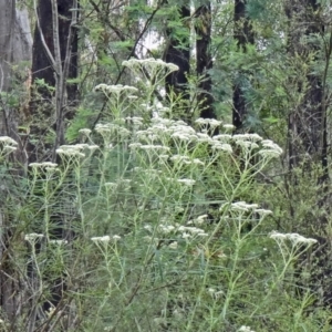 Cassinia longifolia at Paddys River, ACT - 6 Dec 2014