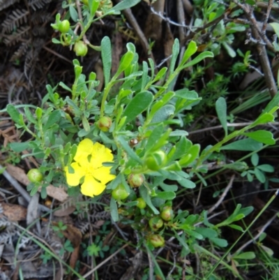 Hibbertia obtusifolia (Grey Guinea-flower) at Tidbinbilla Nature Reserve - 5 Dec 2014 by galah681