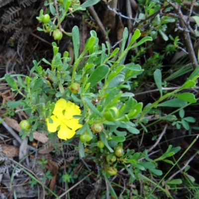 Hibbertia obtusifolia (Grey Guinea-flower) at Paddys River, ACT - 6 Dec 2014 by galah681