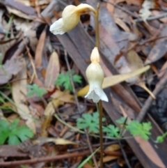 Gastrodia sesamoides (Cinnamon Bells) at Tidbinbilla Nature Reserve - 5 Dec 2014 by galah681