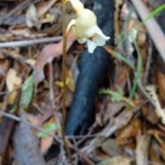 Gastrodia sesamoides at Paddys River, ACT - 6 Dec 2014