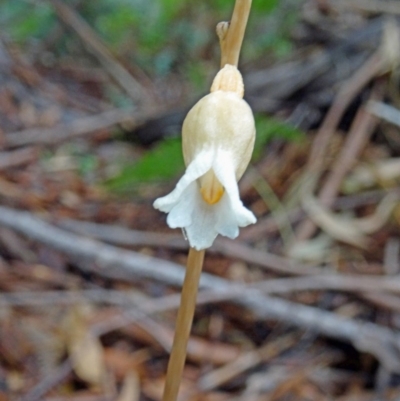 Gastrodia sesamoides (Cinnamon Bells) at Tidbinbilla Nature Reserve - 5 Dec 2014 by galah681