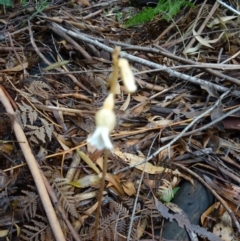 Gastrodia sesamoides at Paddys River, ACT - suppressed