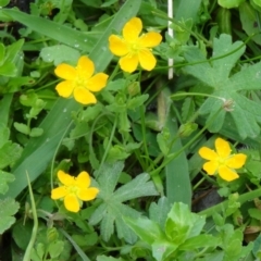 Hypericum japonicum (Creeping St John's Wort) at Paddys River, ACT - 5 Dec 2014 by galah681