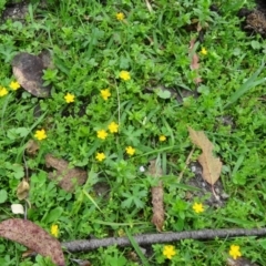 Hypericum japonicum at Paddys River, ACT - 6 Dec 2014