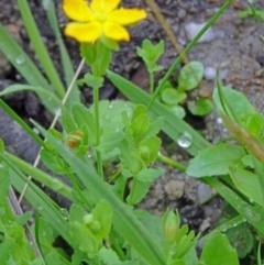 Hypericum japonicum at Paddys River, ACT - 6 Dec 2014