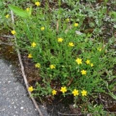 Hypericum gramineum (Small St Johns Wort) at Tidbinbilla Nature Reserve - 5 Dec 2014 by galah681