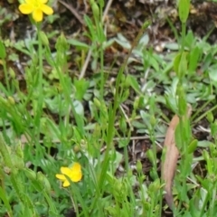 Hypericum gramineum at Paddys River, ACT - 6 Dec 2014 10:15 AM