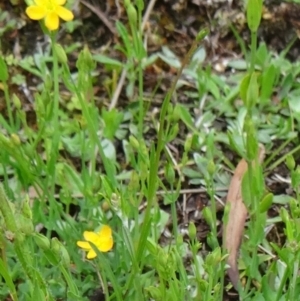 Hypericum gramineum at Paddys River, ACT - 6 Dec 2014 10:15 AM