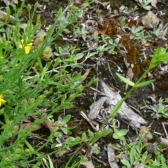 Hypericum gramineum at Paddys River, ACT - 6 Dec 2014