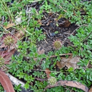 Acaena novae-zelandiae at Paddys River, ACT - 6 Dec 2014