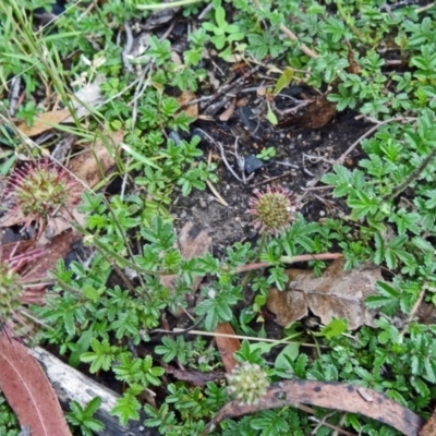 Acaena novae-zelandiae (Bidgee Widgee) at Tidbinbilla Nature Reserve - 5 Dec 2014 by galah681