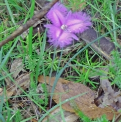 Thysanotus tuberosus subsp. tuberosus (Common Fringe-lily) at Tidbinbilla Nature Reserve - 5 Dec 2014 by galah681