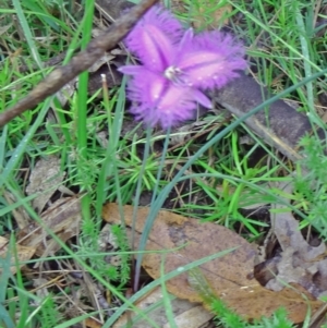 Thysanotus tuberosus subsp. tuberosus at Paddys River, ACT - 6 Dec 2014 10:46 AM