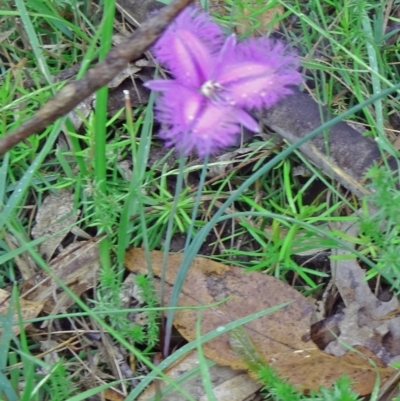 Thysanotus tuberosus subsp. tuberosus (Common Fringe-lily) at Paddys River, ACT - 6 Dec 2014 by galah681