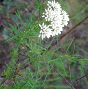 Cassinia longifolia at Paddys River, ACT - 6 Dec 2014 10:49 AM