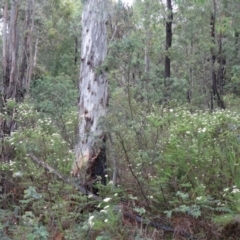 Cassinia longifolia at Paddys River, ACT - 6 Dec 2014 10:49 AM