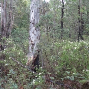 Cassinia longifolia at Paddys River, ACT - 6 Dec 2014