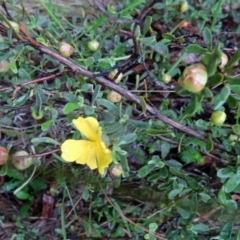 Hibbertia obtusifolia (Grey Guinea-flower) at Paddys River, ACT - 5 Dec 2014 by galah681