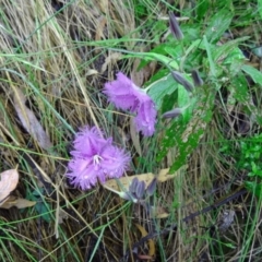 Thysanotus tuberosus subsp. tuberosus (Common Fringe-lily) at Paddys River, ACT - 6 Dec 2014 by galah681
