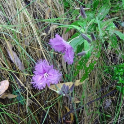Thysanotus tuberosus subsp. tuberosus (Common Fringe-lily) at Paddys River, ACT - 6 Dec 2014 by galah681