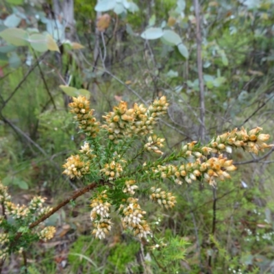 Unidentified at Tidbinbilla Nature Reserve - 5 Dec 2014 by galah681