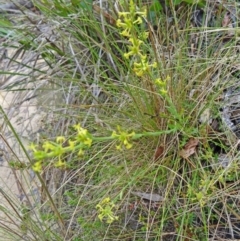 Pimelea curviflora var. sericea (Curved Riceflower) at Paddys River, ACT - 5 Dec 2014 by galah681