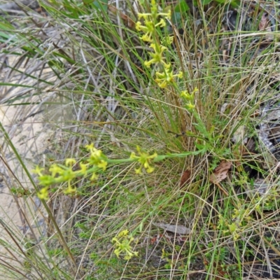 Pimelea curviflora var. sericea (Curved Riceflower) at Tidbinbilla Nature Reserve - 5 Dec 2014 by galah681