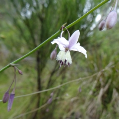 Arthropodium milleflorum (Vanilla Lily) at Paddys River, ACT - 6 Dec 2014 by galah681