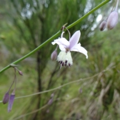 Arthropodium milleflorum (Vanilla Lily) at Tidbinbilla Nature Reserve - 5 Dec 2014 by galah681